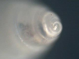 Odostomia sps